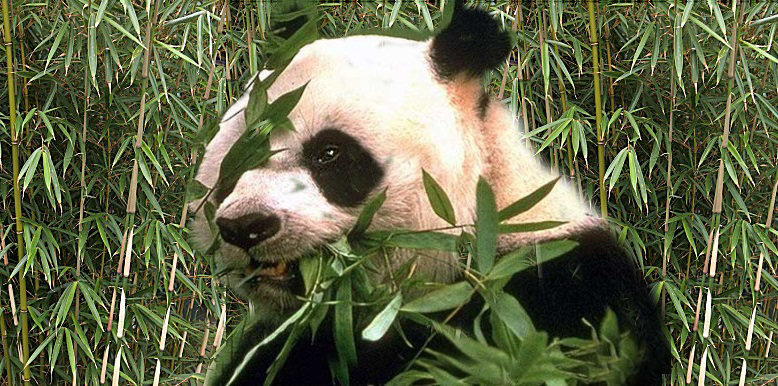 Panda met voer